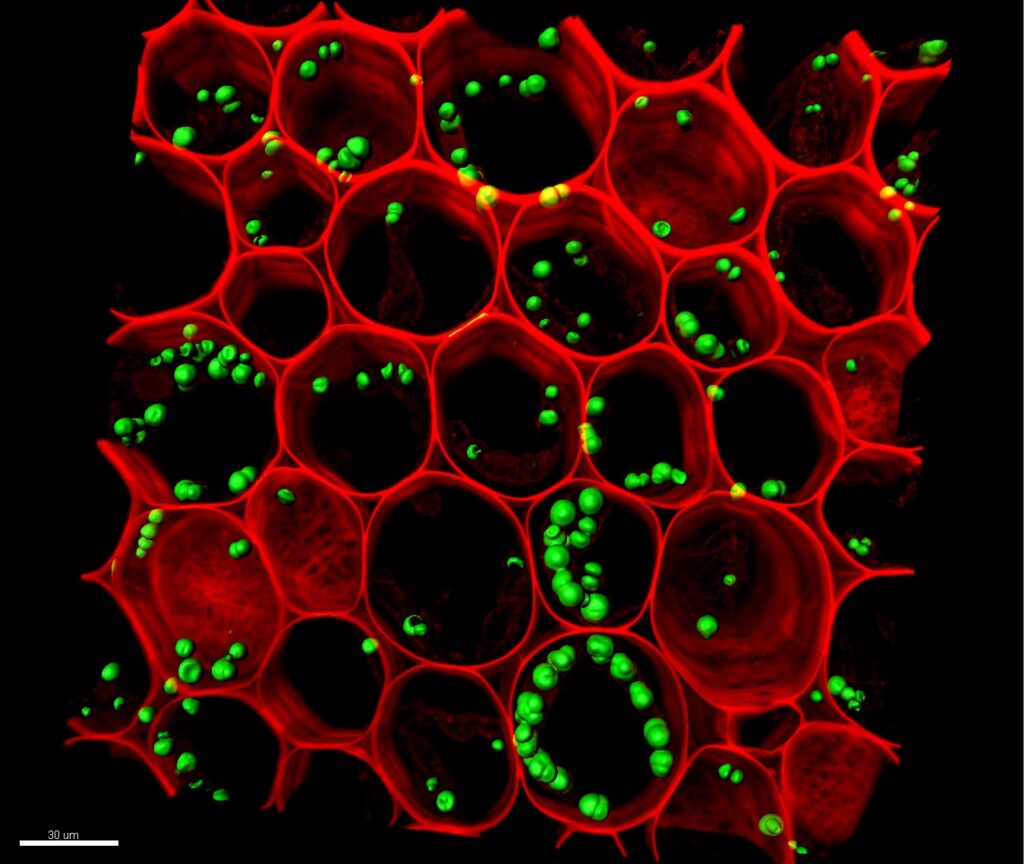 Microscopia Confocal Atlas Interativo De Biologia Celular