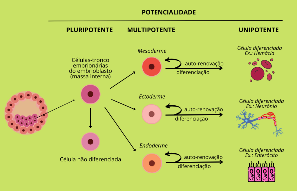 Células Tronco Atlas Interativo De Biologia Celular 