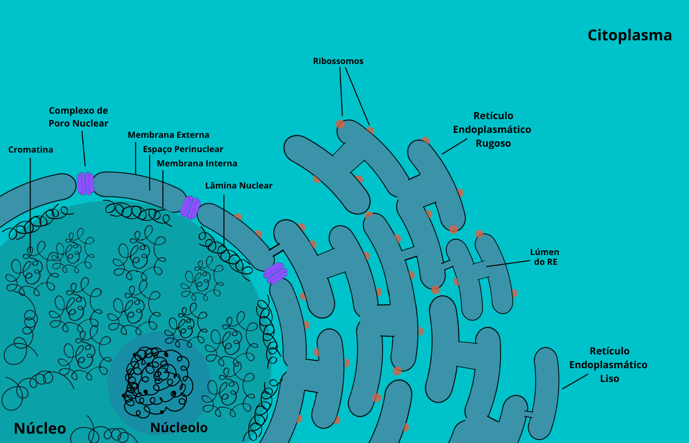 Divisão celular, Fisiologia celular, Biologia