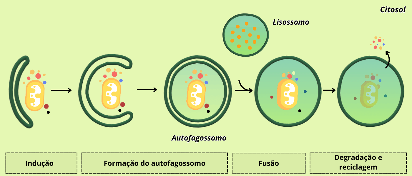 Da esquerda para a direita, o desenho mostra uma membrana em forma de “C” (fagóforo) que cresce até envolver uma mitocôndria, fecha-se num autofagossomo de dupla membrana, funde-se com um lisossomo e, por fim, libera produtos de degradação de volta ao citosol — capturando, em cinco quadros, o ciclo completo da autofagia. Figura 5 – Formação do autofagossomo. Baseado em FLORES, 2020 - Escola Educação. (Crédito: Isaias Cavalcante de Oliveira)
