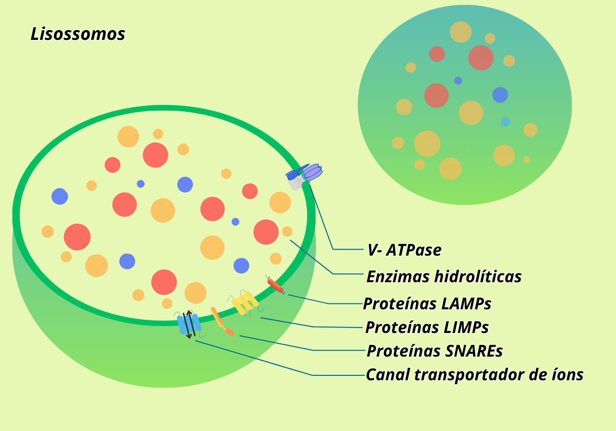 A figura mostra um lisossomo como um grande “saco” verde repleto de enzimas coloridas, circundado por proteínas especializadas — bombas de prótons, canais iônicos e receptores — destacando-se o papel fundamental dessas estruturas na reciclagem intracelular. Estrutura geral de um lisossomo. (Crédito: Isaias Cavalcante de Oliveira)