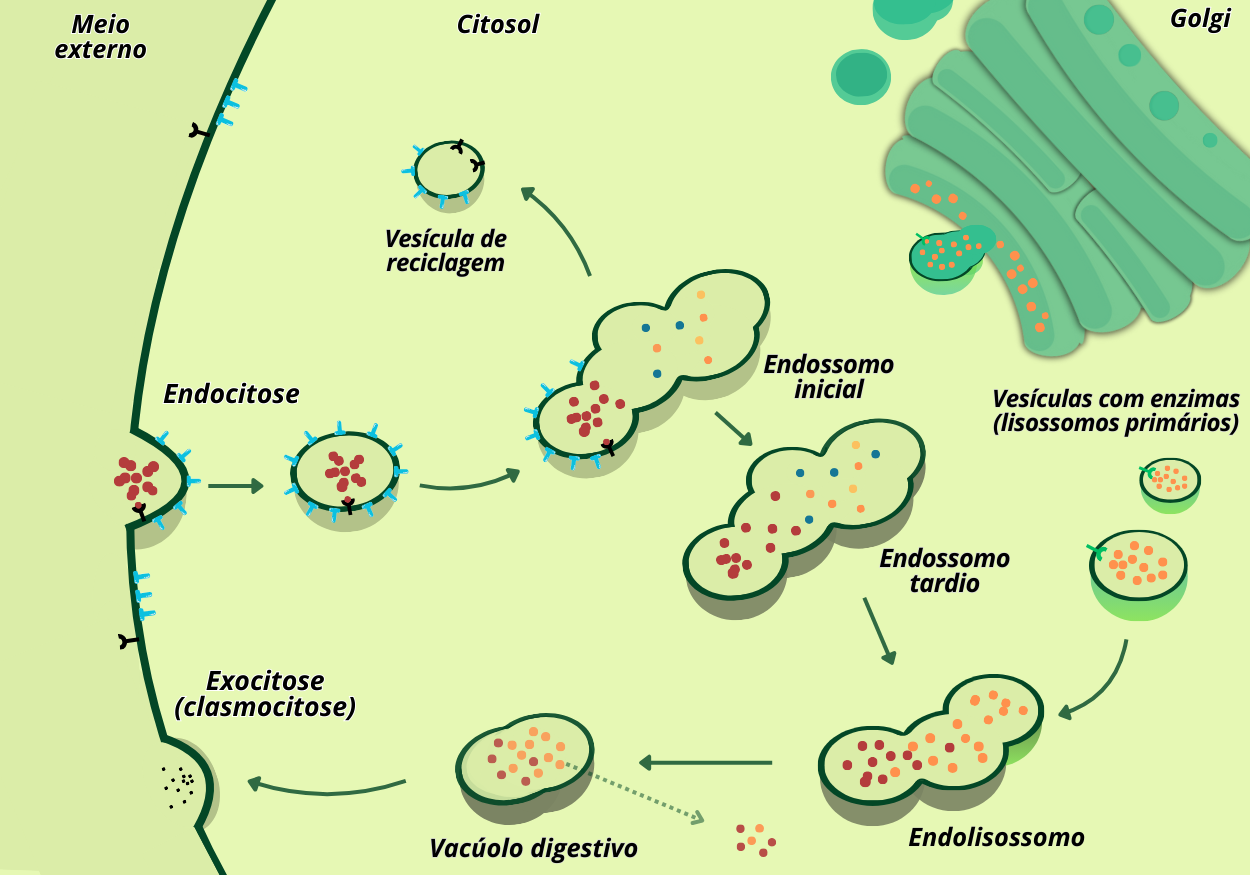 A figura mostra, da esquerda para a direita, o caminho que uma partícula extracelular percorre: é engolfada pela membrana, passa por endossomos que recebem enzimas do Golgi, transforma-se em lisossomo onde é degradada, e por fim os resíduos são expelidos ou reciclados — um ciclo ilustrado por formas verdes e setas que guiam cada passo. Figura 2 – Endocitose e formação dos lisossomos.