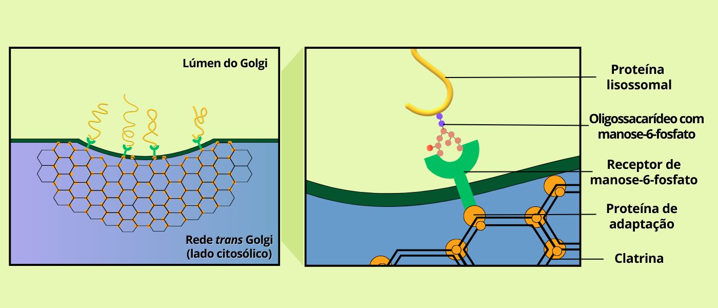 O desenho mostra, em dois passos — visão ampla e zoom —, como uma enzima lisossomal marcada por manose-6-fosfato liga-se ao seu receptor no trans-Golgi, atraindo proteínas de adaptação e um revestimento de clatrina que molda a vesícula de transporte para o lisossomo. Figura 3 – Brotamento de vesículas revestidas por clatrina da rede Trans Golgi. O quadro da direita mostra as enzimas lisossomais sendo reconhecidas pelos receptores de manose na membrana lisossomal. Baseado em COOPER & HAUSMAN, 2007. (Crédito: Isaias Cavalcante de Oliveira)