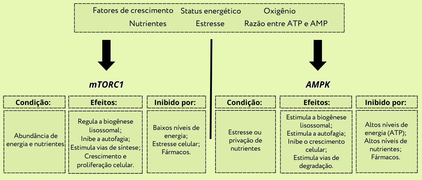 O diagrama contrasta dois sensores celulares: à esquerda, mTORC1 é ativado em abundância de energia e nutrientes para promover anabolismo e inibir autofagia; à direita, AMPK responde a estresse ou falta de nutrientes, estimulando autofagia e processos catabólicos. Cada um possui condições de ativação, efeitos principais e fatores que o inibem, apresentados em caixas pontilhadas paralelas. Figura 6 – Resumo da sinalização celular.
