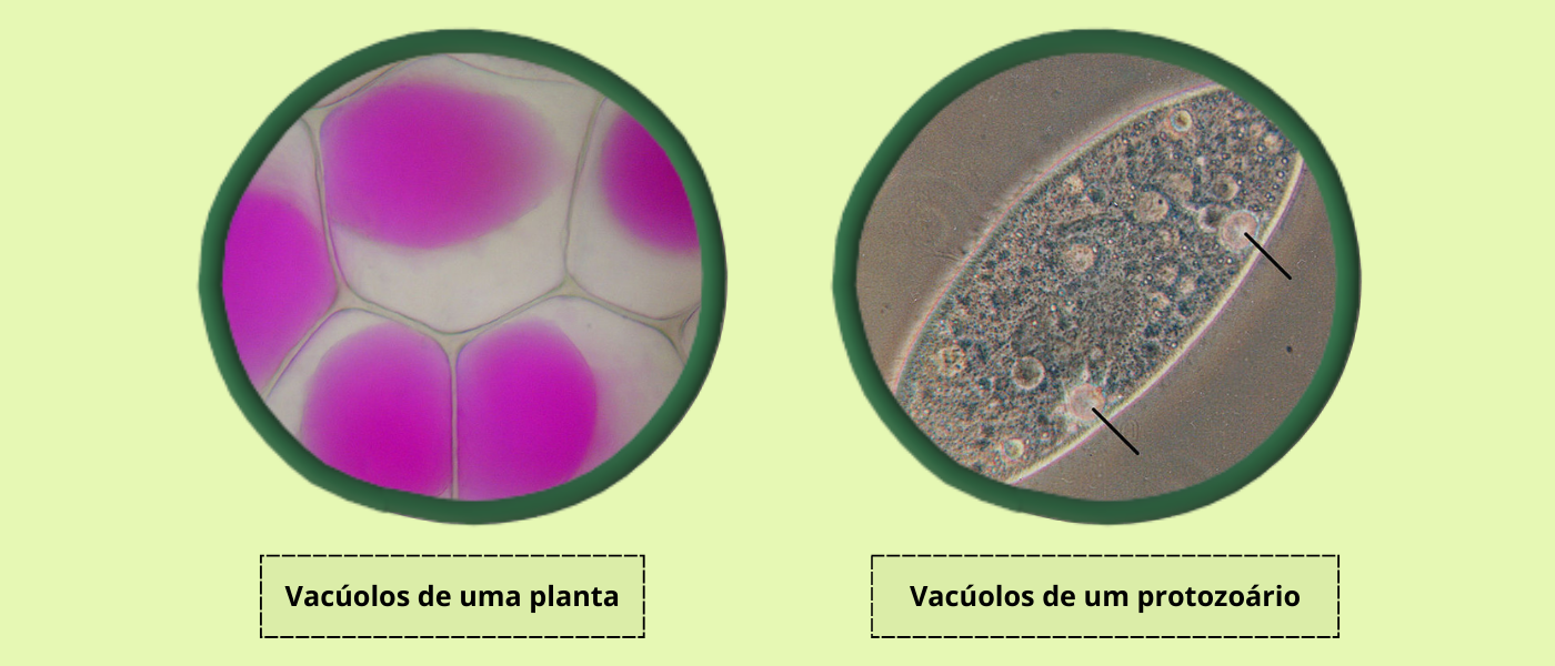 À esquerda, a imagem destaca grandes vacúolos de reserva preenchidos por pigmento roxo em células vegetais; à direita, mostra diversos vacúolos incolores dentro de um protozoário, incluindo dois vacúolos pulsáteis apontados por setas, responsáveis por bombear o excesso de água para fora da célula. Figura 7 - Vacúolos. À esquerda é possível observar as células da epiderme de Rhoeo Discolor (Tradescantia), conhecida como “abacaxi-roxo” após sofrerem plasmólise (perda de água). Os vacúolos (em rosa) se encolheram. Campo de visão: ~450 µm. Adaptada de https://commons.wikimedia.org/wiki/File:Rhoeo_Discolor_-_Plasmolysis.jpg sobre licença CC BY-SA 3.0 | Autor: Mnolf. À direita é possível ver os vacúolos pulsáteis de Paramecium aurelia, um protozoário ciliado. Adaptada de https://commons.wikimedia.org/wiki/File:Paramecium_contractile_vacuoles.jpg sobre licença CC BY-SA 3.0 | Autor: Olaf Studt.