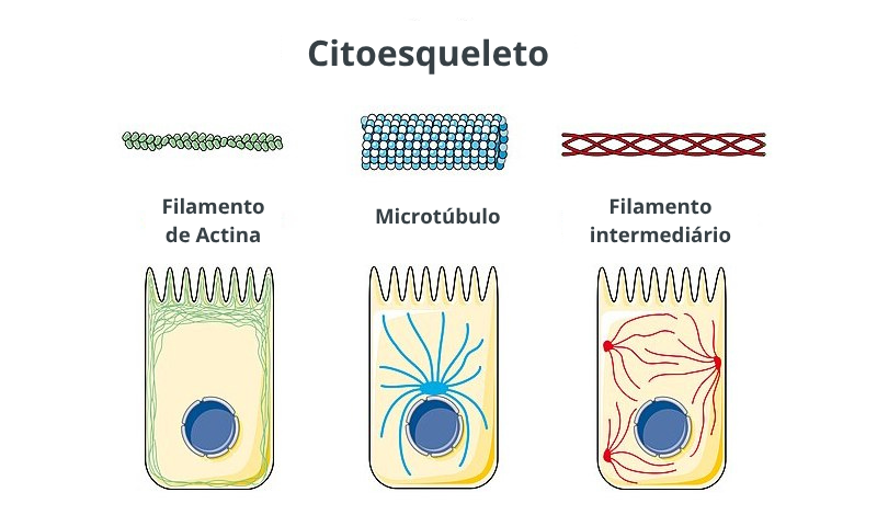 Figura 1 - Ilustração comparativa dos três componentes principais do Citoesqueleto: Filamento de Actina (verde, fino, abundante na periferia da célula e região apical), Microtúbulo (azul, tubular, que irradia do centro da célula) e Filamento Intermediário (vermelho, com função estrutural e de ancoragem nuclear).